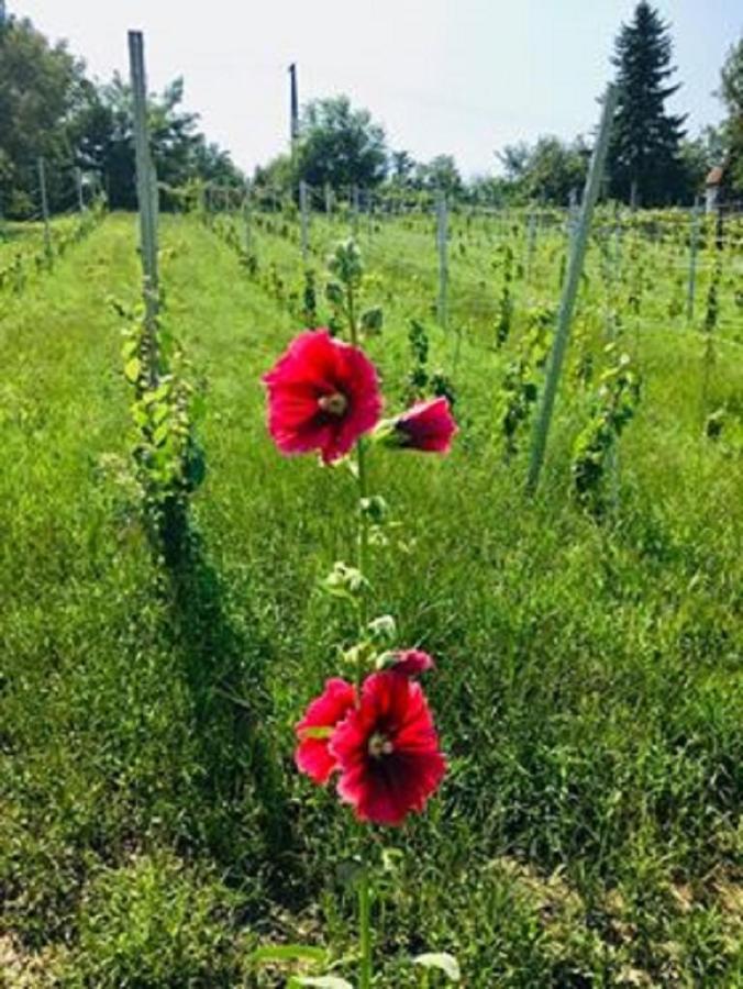 Agnes Almai Agnes Apples Villa Kisapati Dış mekan fotoğraf